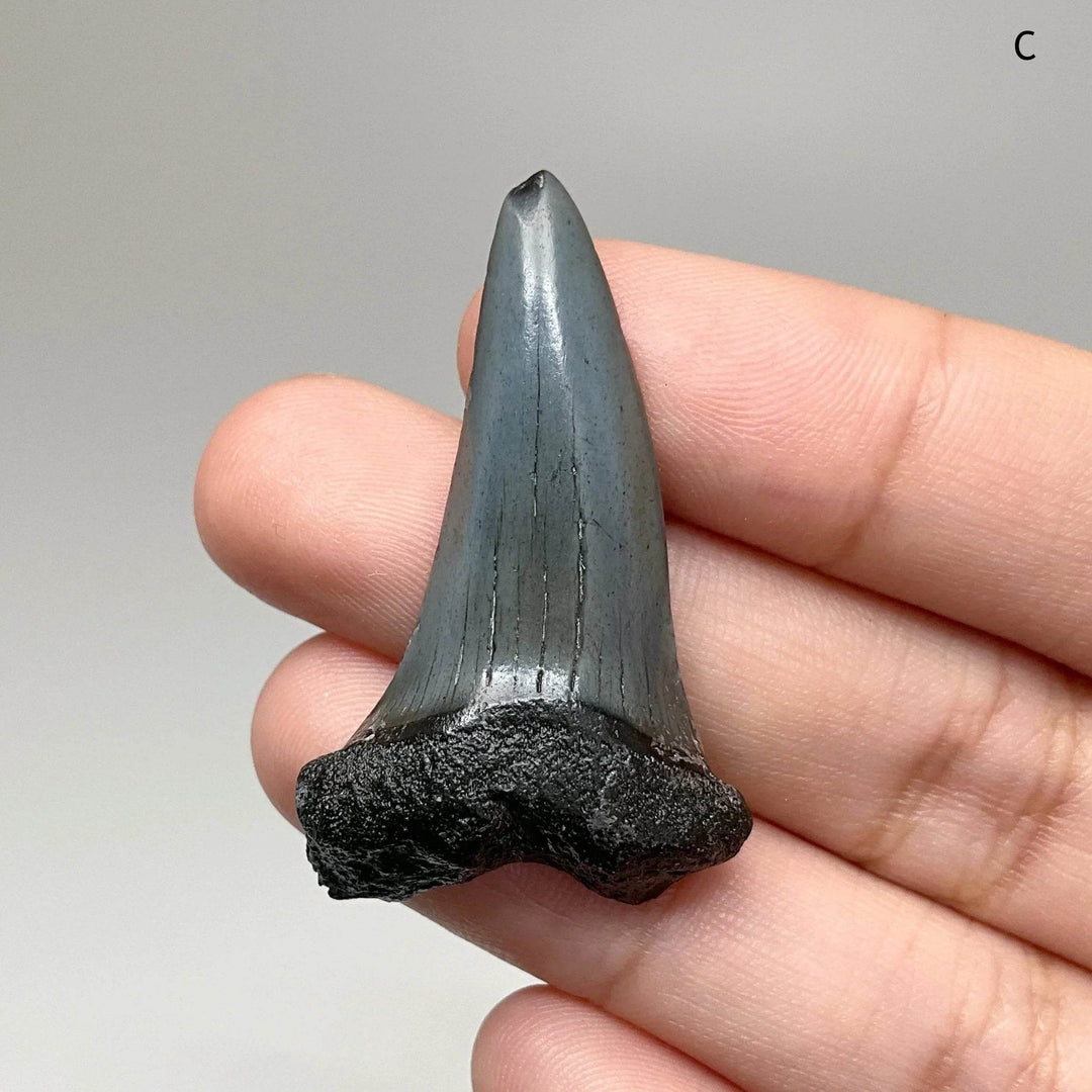 Fossilized Shark Tooth Specimen: Benedini Hooked - Rocks and Gems Canada