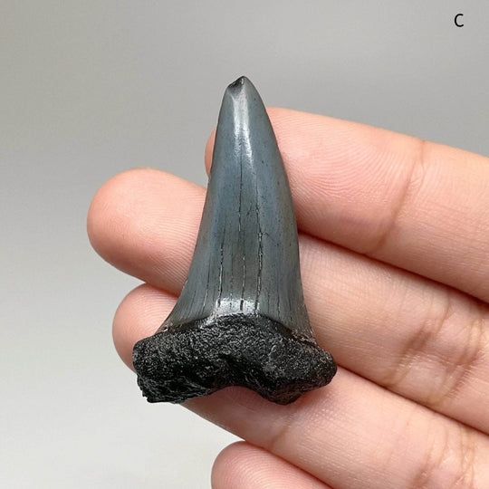 Fossilized Shark Tooth Specimen: Benedini Hooked - Rocks and Gems Canada