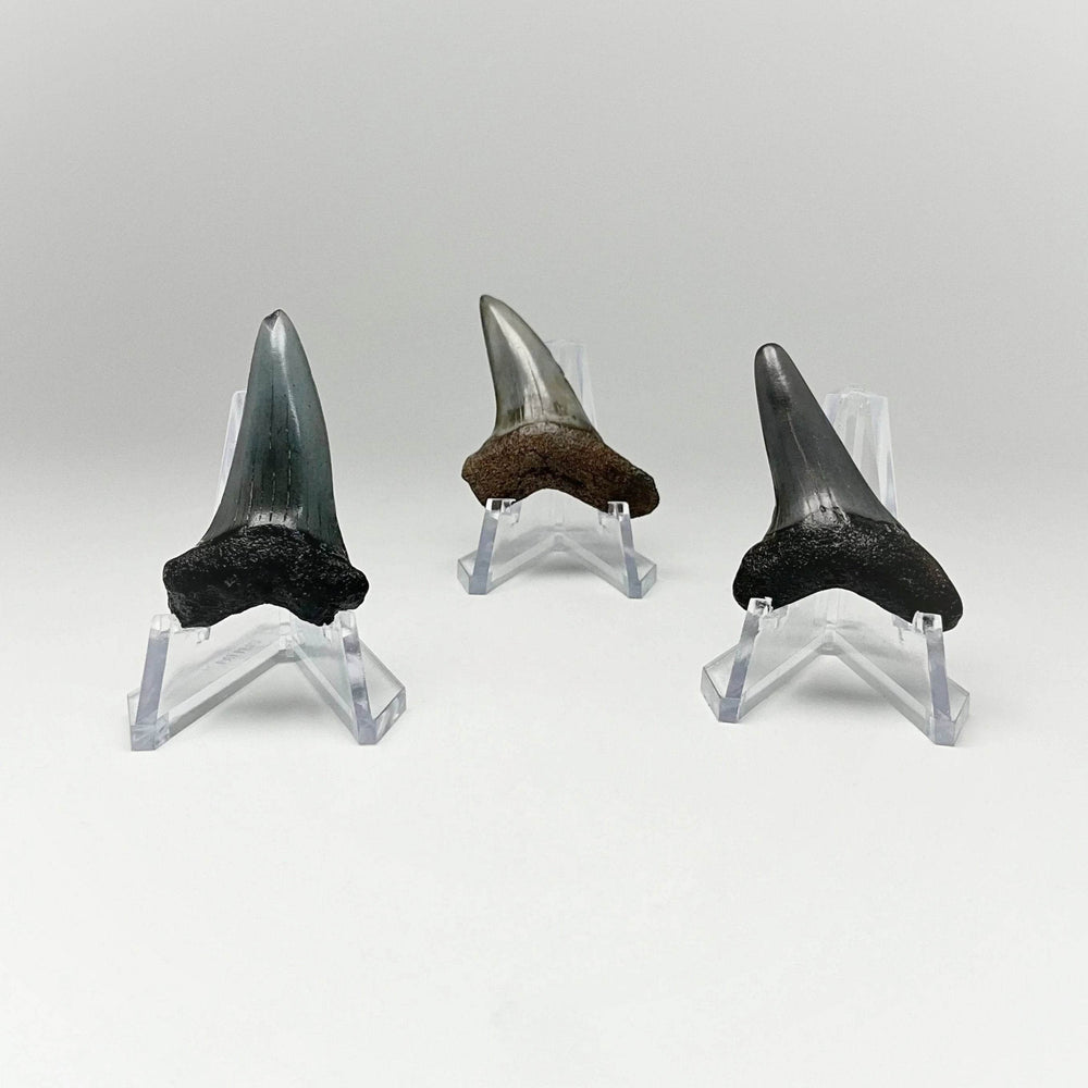 Fossilized Shark Tooth Specimen: Benedini Hooked - Rocks and Gems Canada