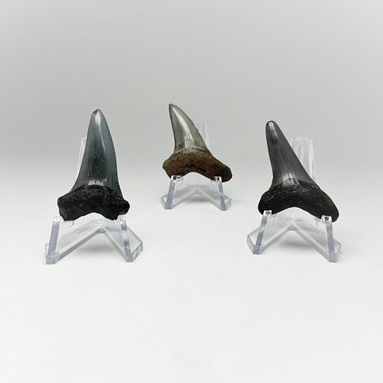 Fossilized Shark Tooth Specimen: Benedini Hooked - Rocks and Gems Canada