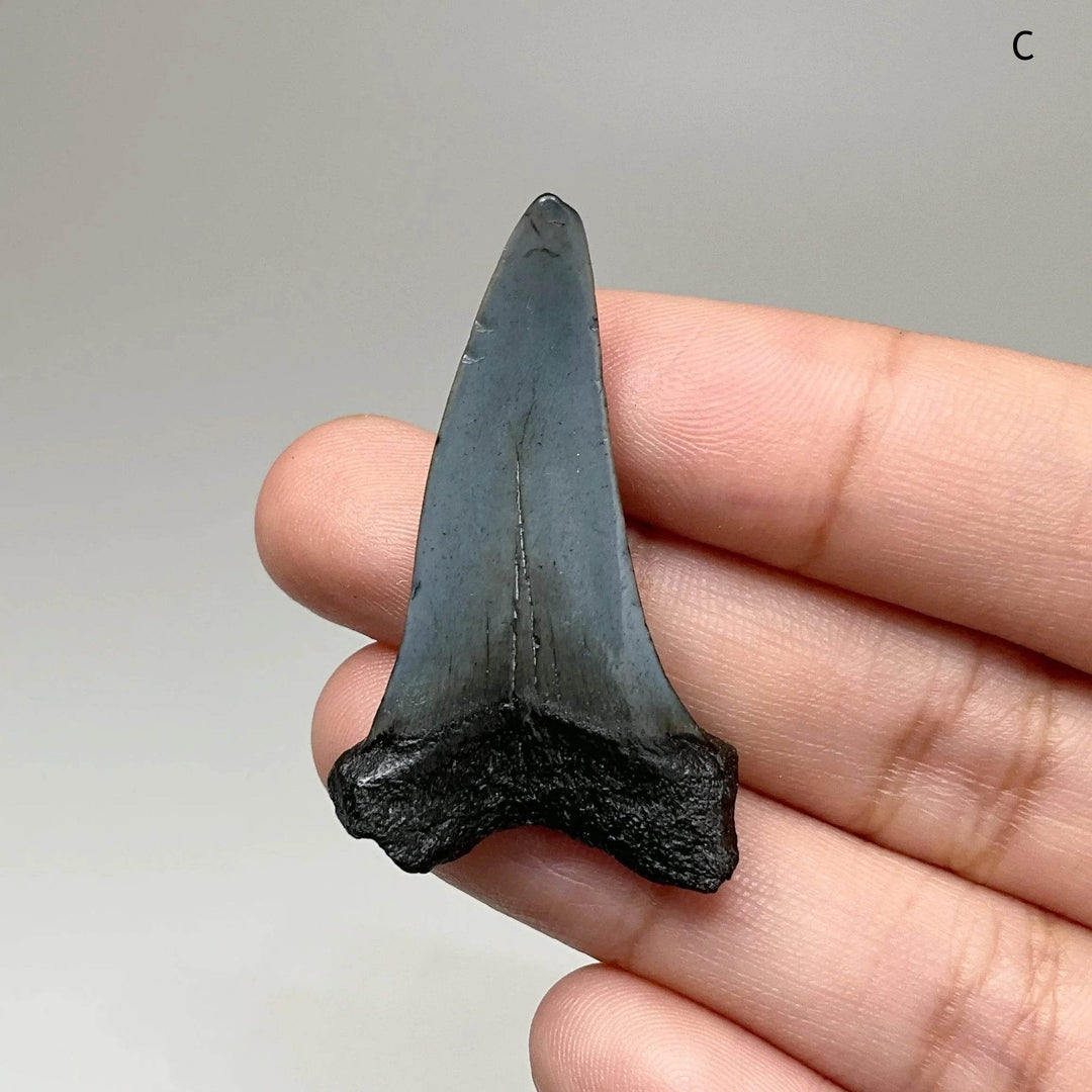 Fossilized Shark Tooth Specimen: Benedini Hooked - Rocks and Gems Canada