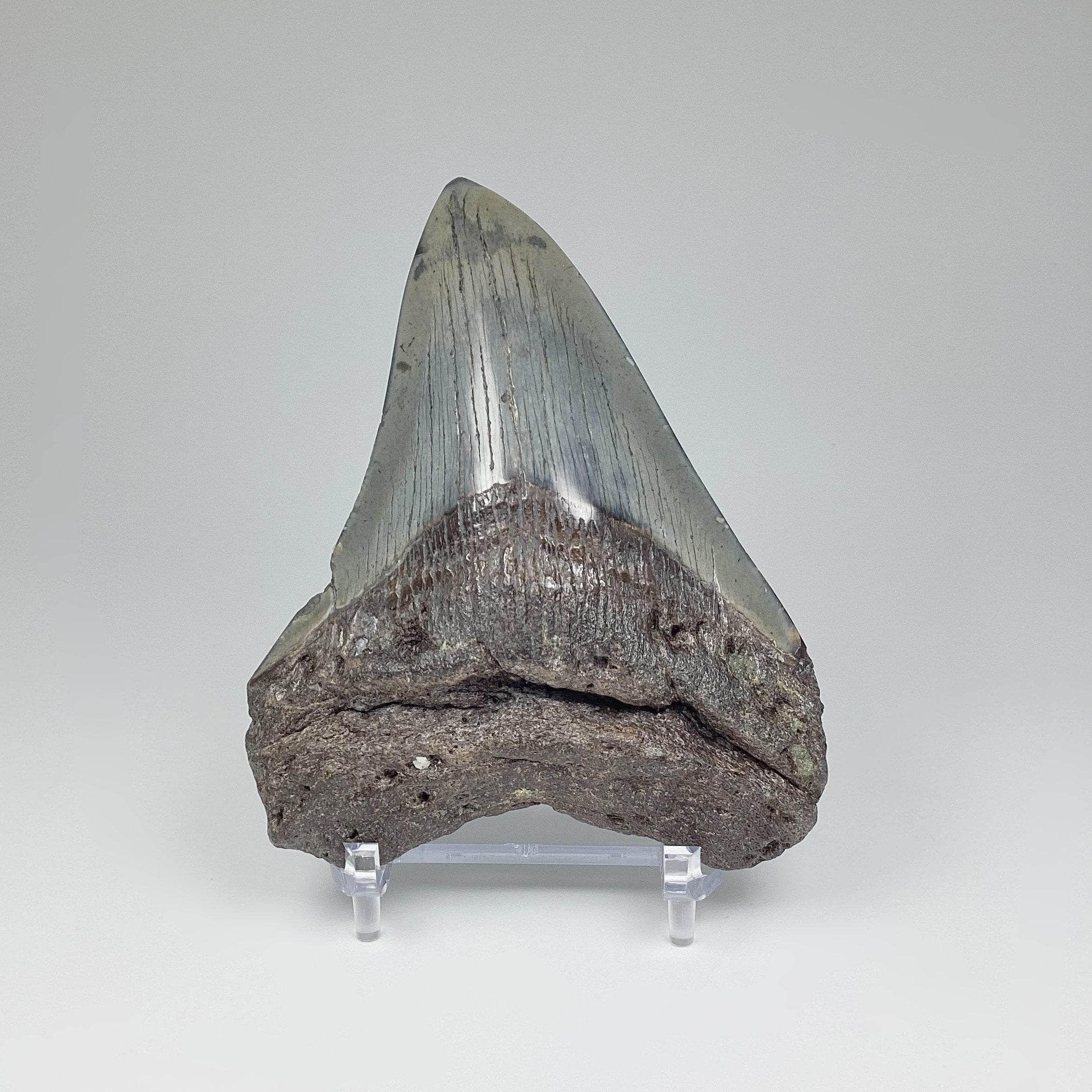Fossilized Shark Tooth Specimen: Carcharodon Megalodon - Rocks and Gems Canada