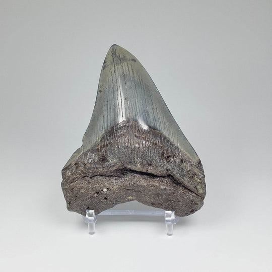 Fossilized Shark Tooth Specimen: Carcharodon Megalodon - Rocks and Gems Canada