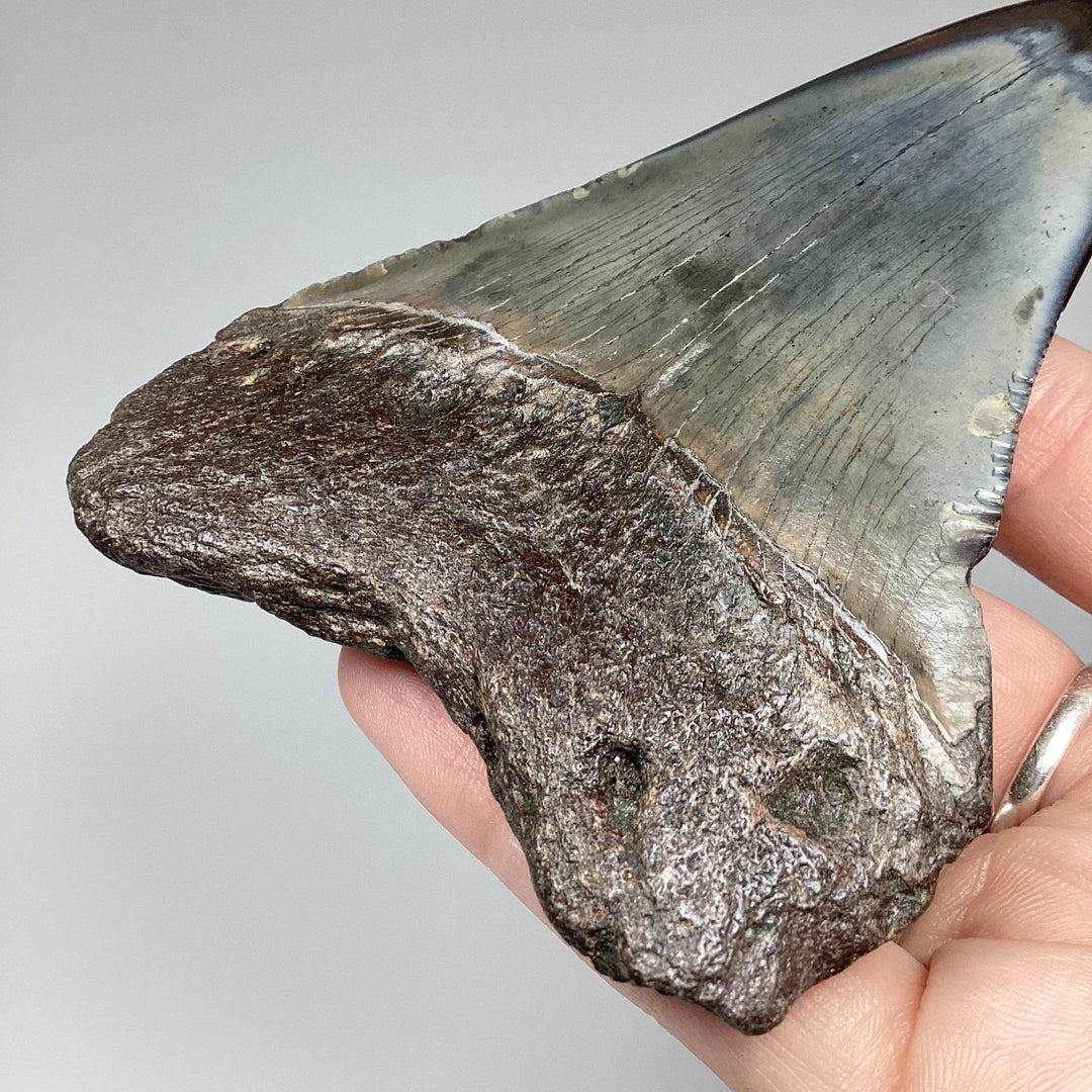 Fossilized Shark Tooth Specimen: Carcharodon Megalodon - Rocks and Gems Canada