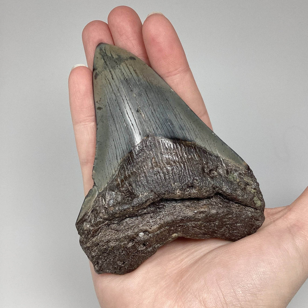 Fossilized Shark Tooth Specimen: Carcharodon Megalodon - Rocks and Gems Canada