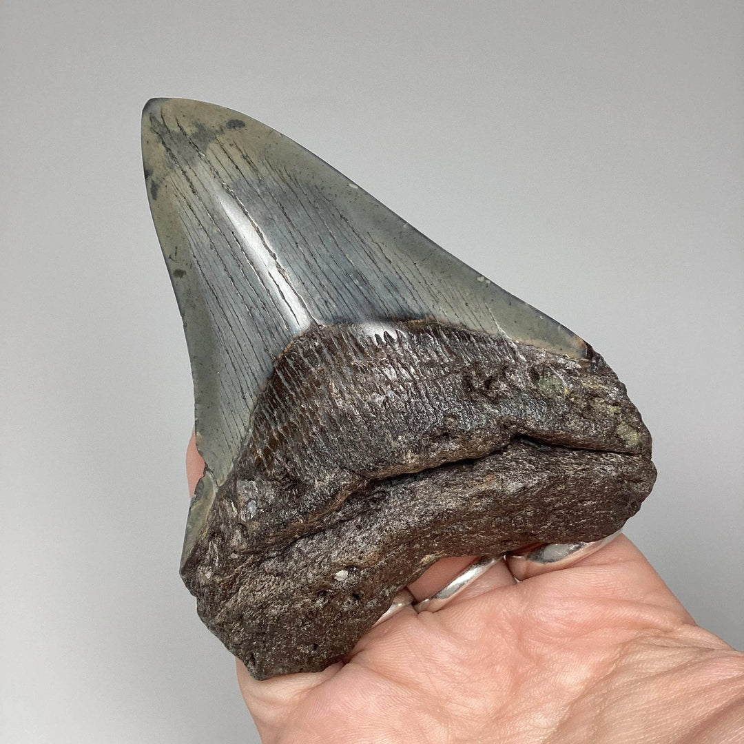 Fossilized Shark Tooth Specimen: Carcharodon Megalodon - Rocks and Gems Canada