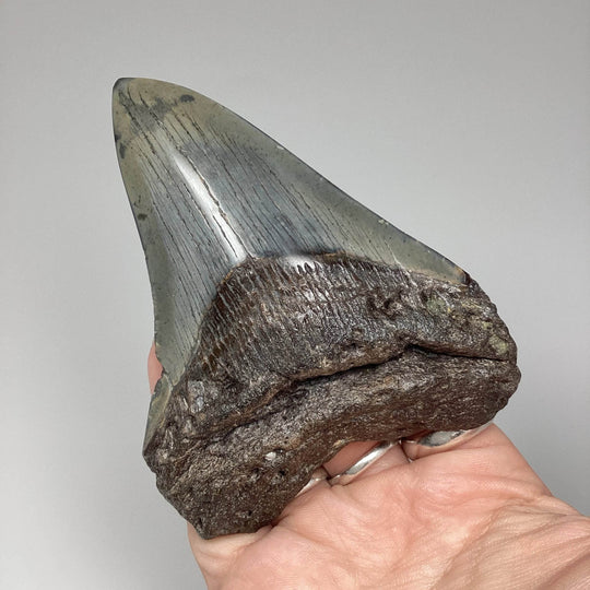 Fossilized Shark Tooth Specimen: Carcharodon Megalodon - Rocks and Gems Canada