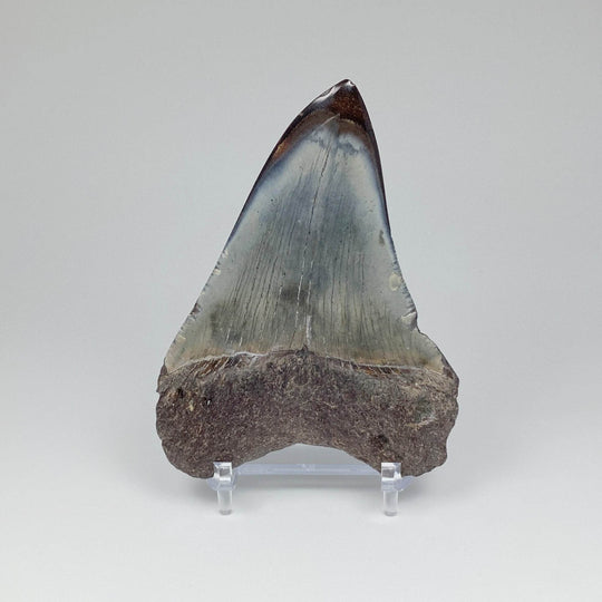 Fossilized Shark Tooth Specimen: Carcharodon Megalodon - Rocks and Gems Canada