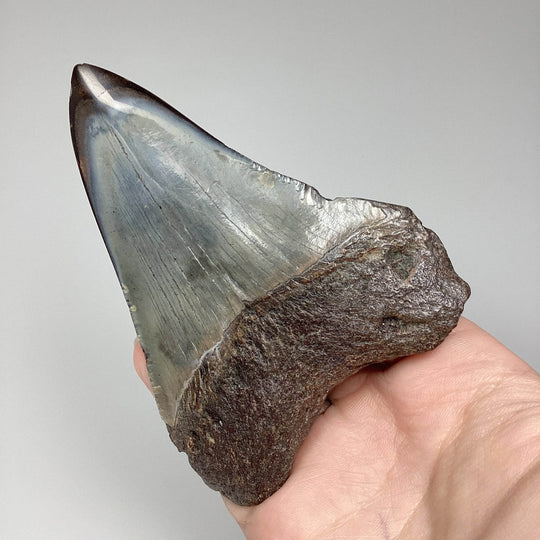 Fossilized Shark Tooth Specimen: Carcharodon Megalodon - Rocks and Gems Canada