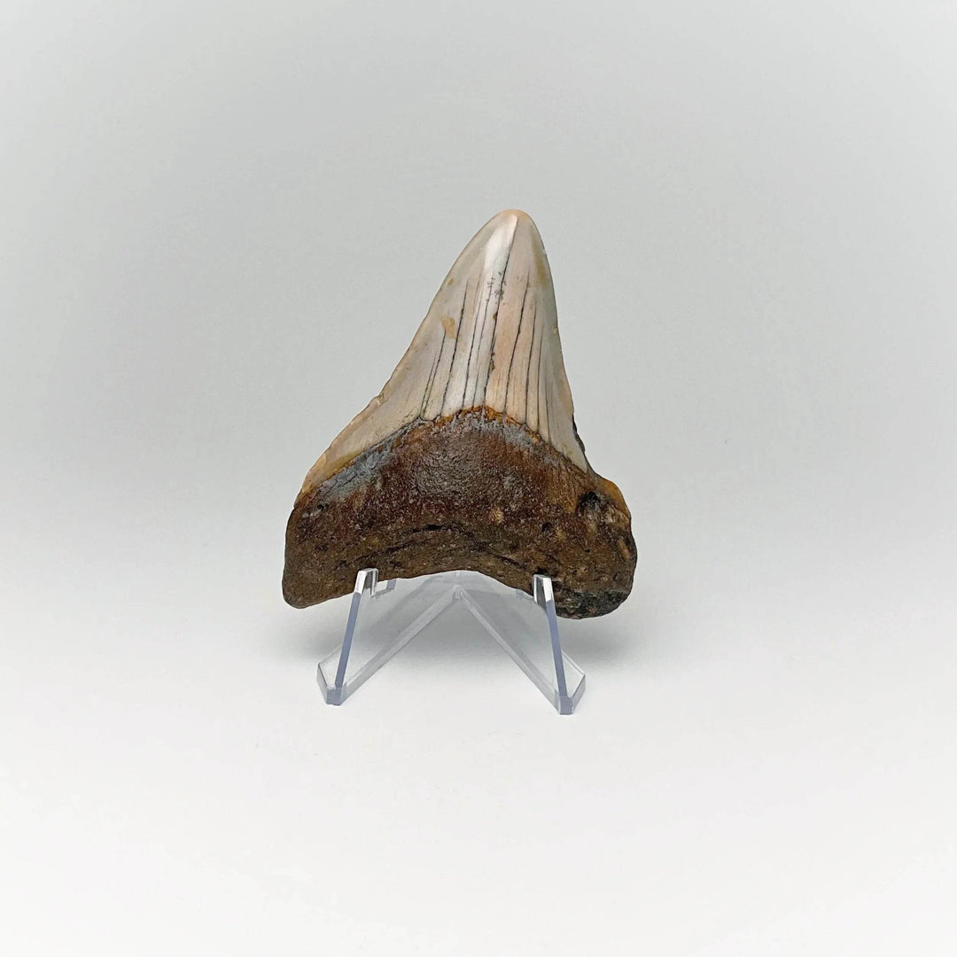 Fossilized Shark Tooth Specimen: Carcharodon Megalodon - Rocks and Gems Canada