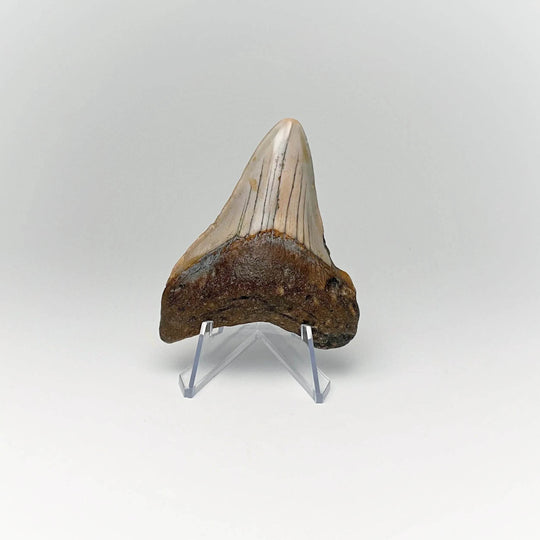 Fossilized Shark Tooth Specimen: Carcharodon Megalodon - Rocks and Gems Canada