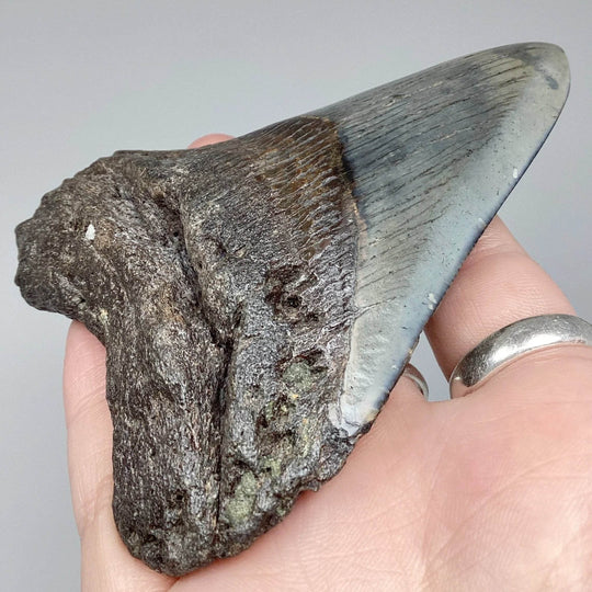 Fossilized Shark Tooth Specimen: Carcharodon Megalodon - Rocks and Gems Canada