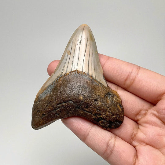 Fossilized Shark Tooth Specimen: Carcharodon Megalodon - Rocks and Gems Canada