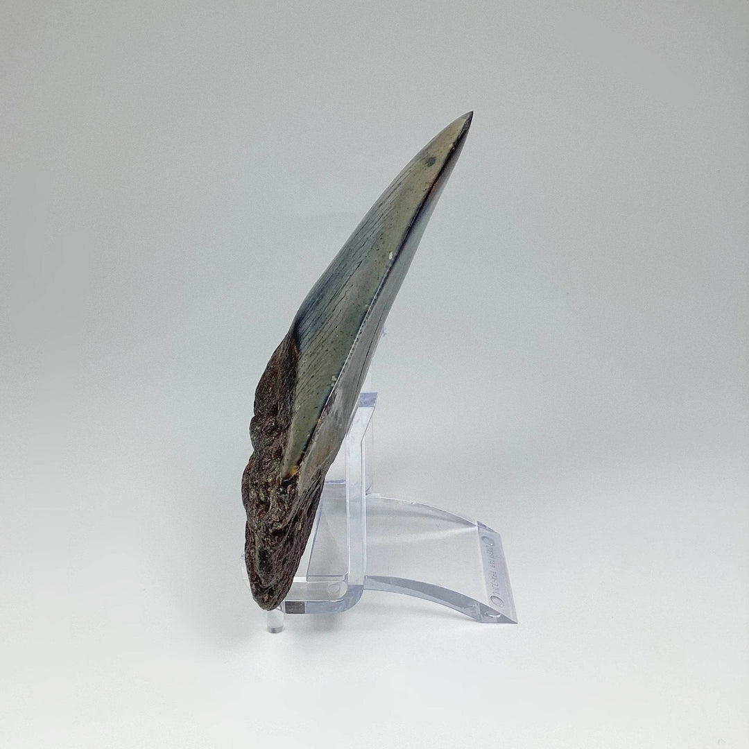 Fossilized Shark Tooth Specimen: Carcharodon Megalodon - Rocks and Gems Canada