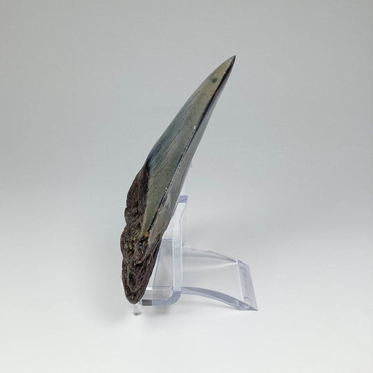 Fossilized Shark Tooth Specimen: Carcharodon Megalodon - Rocks and Gems Canada