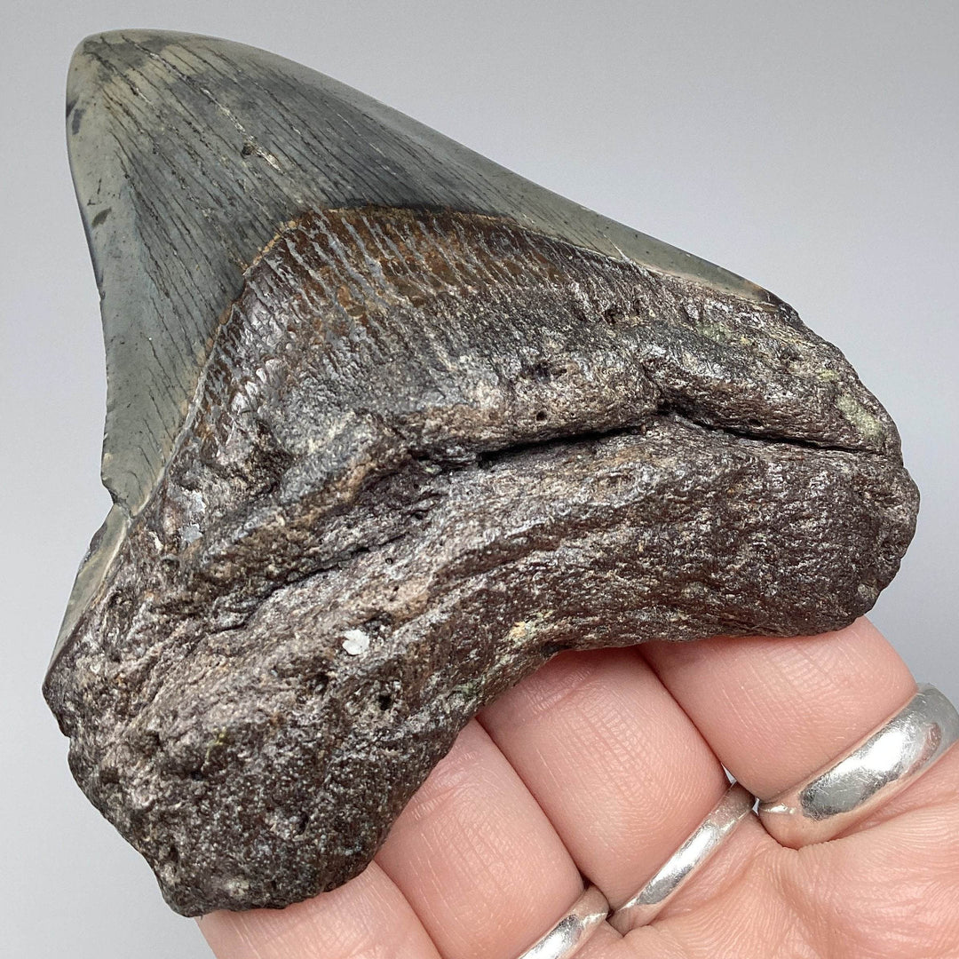 Fossilized Shark Tooth Specimen: Carcharodon Megalodon - Rocks and Gems Canada
