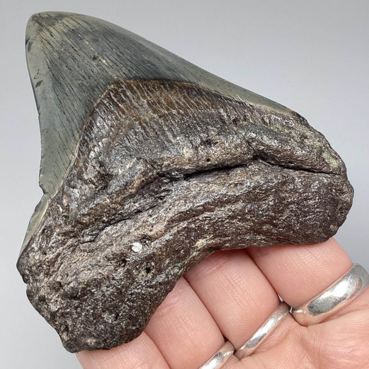 Fossilized Shark Tooth Specimen: Carcharodon Megalodon - Rocks and Gems Canada