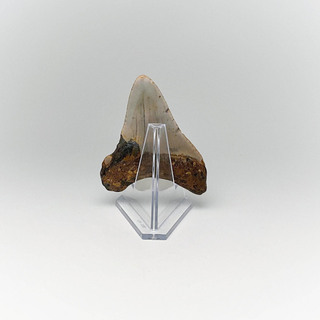 Fossilized Shark Tooth Specimen: Carcharodon Megalodon - Rocks and Gems Canada