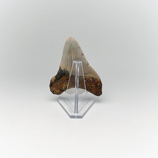 Fossilized Shark Tooth Specimen: Carcharodon Megalodon - Rocks and Gems Canada