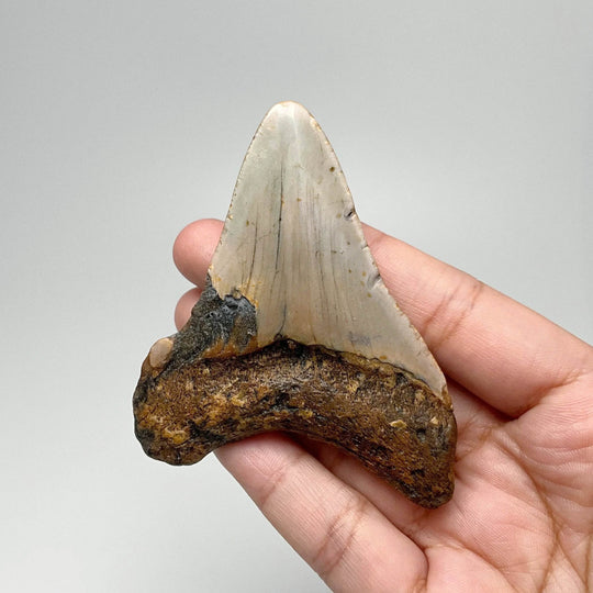 Fossilized Shark Tooth Specimen: Carcharodon Megalodon - Rocks and Gems Canada