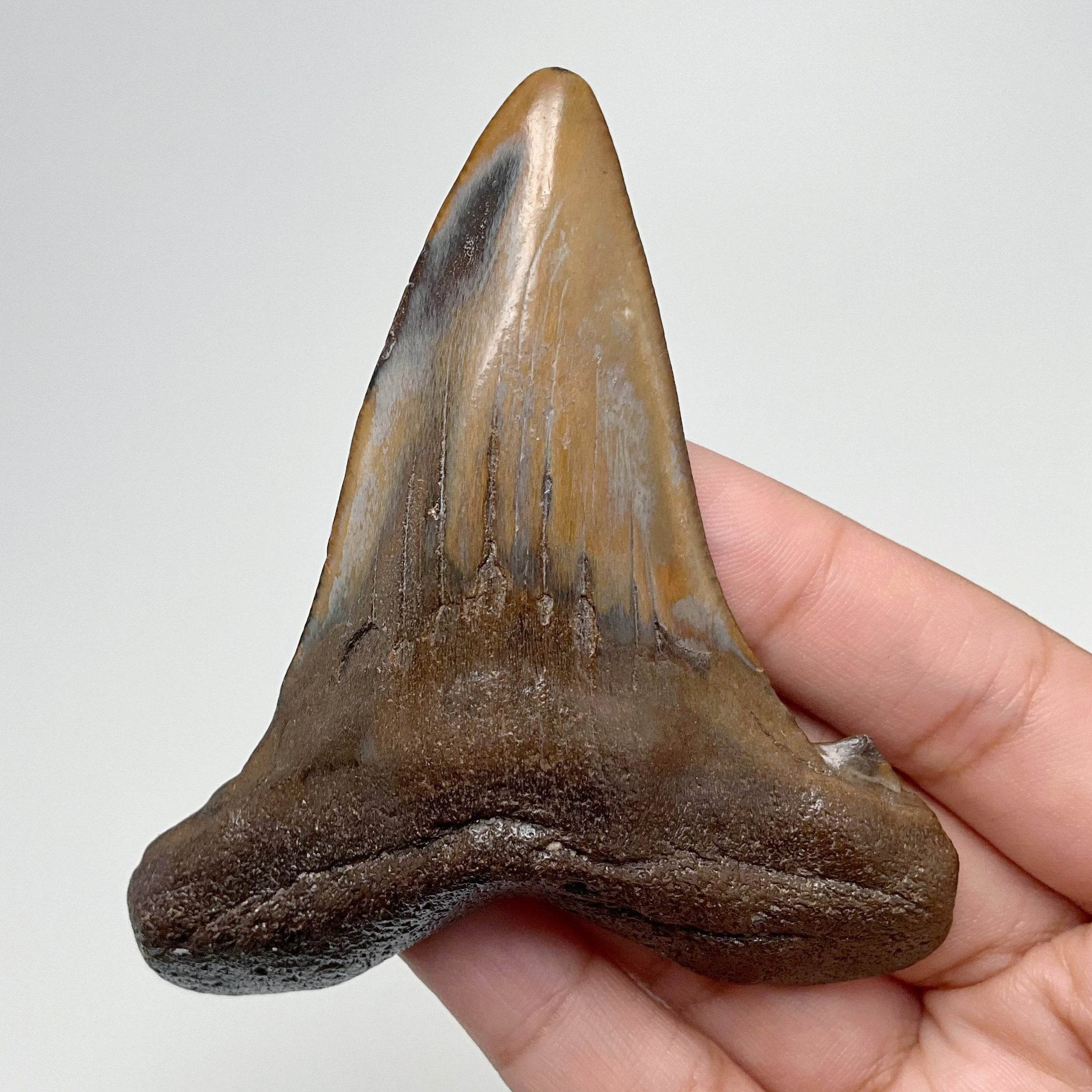 Fossilized Shark Tooth Specimen: Early Megalodon - Rocks and Gems Canada
