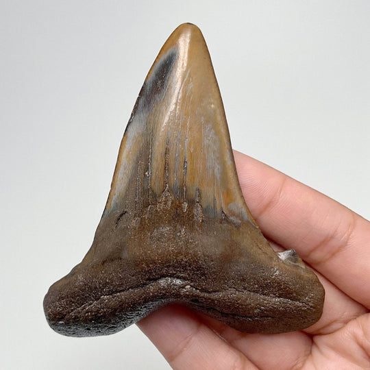 Fossilized Shark Tooth Specimen: Early Megalodon - Rocks and Gems Canada