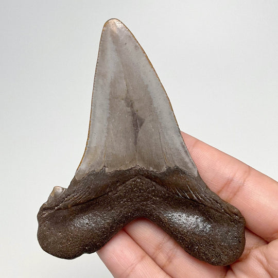 Fossilized Shark Tooth Specimen: Early Megalodon - Rocks and Gems Canada