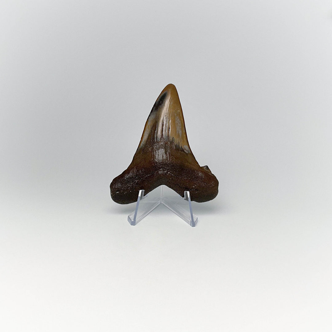 Fossilized Shark Tooth Specimen: Early Megalodon - Rocks and Gems Canada
