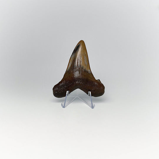 Fossilized Shark Tooth Specimen: Early Megalodon - Rocks and Gems Canada