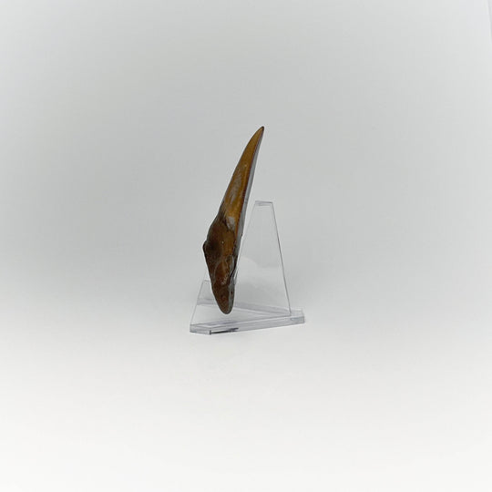 Fossilized Shark Tooth Specimen: Early Megalodon - Rocks and Gems Canada