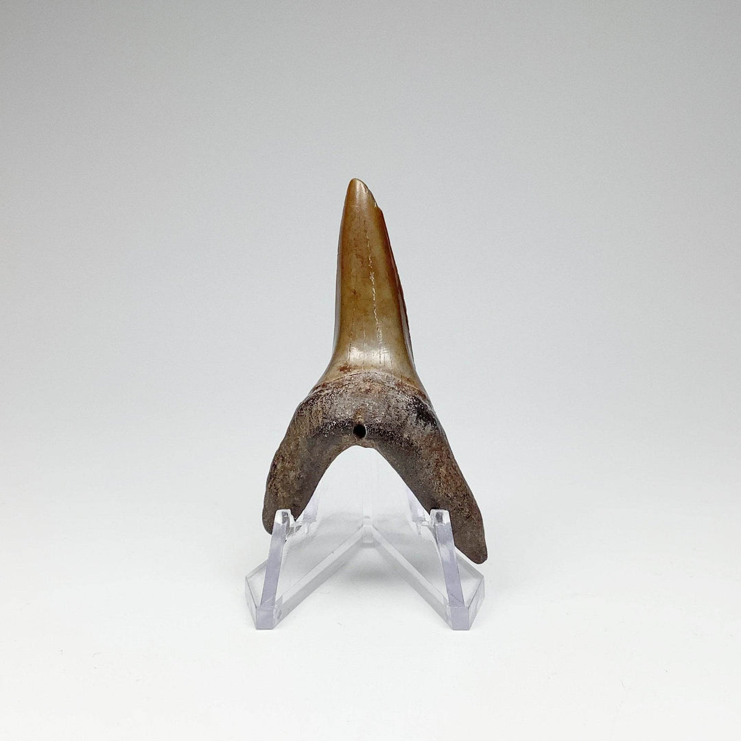 Fossilized Shark Tooth Specimen: Sand - Rocks and Gems Canada