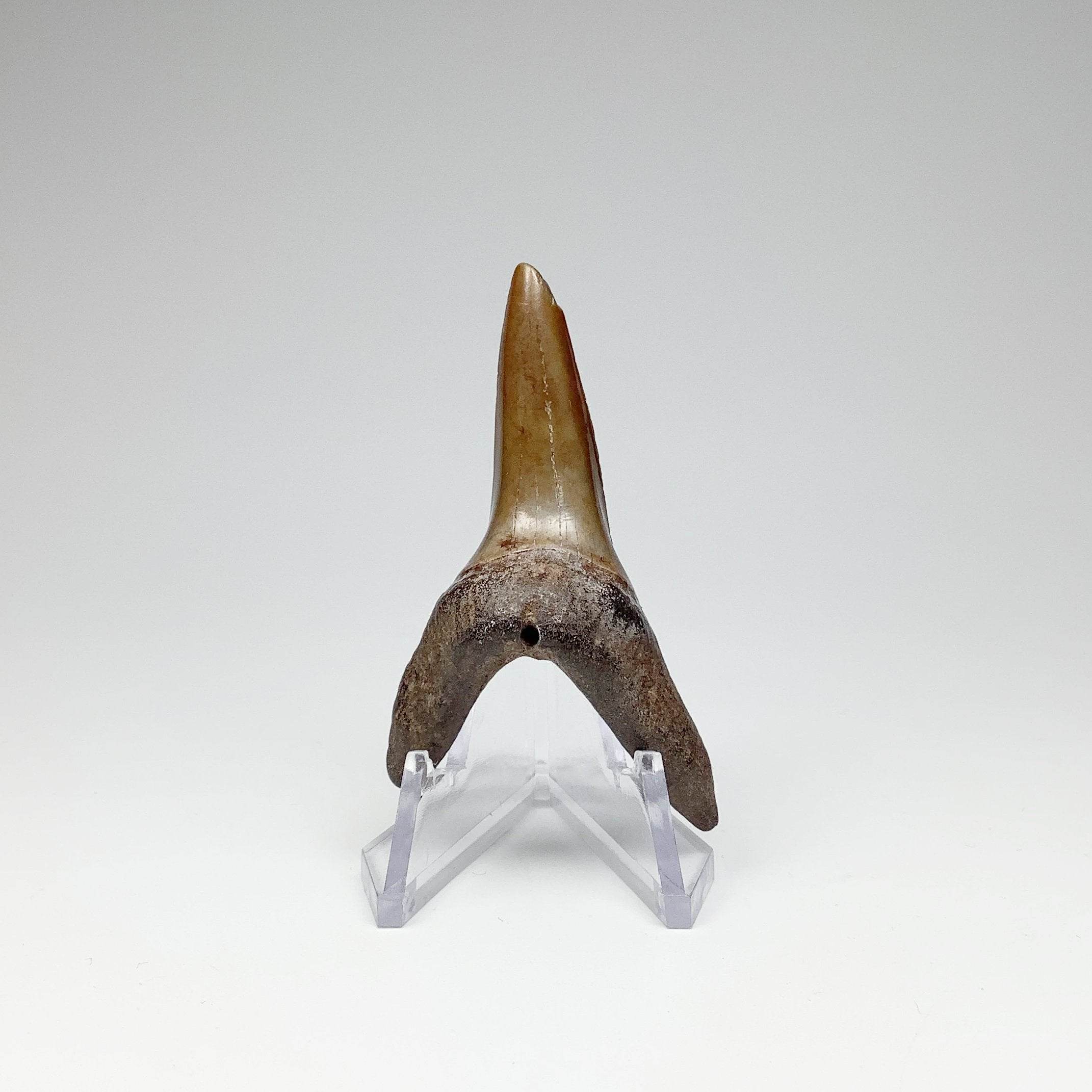 Fossilized Shark Tooth Specimen: Sand - Rocks and Gems Canada