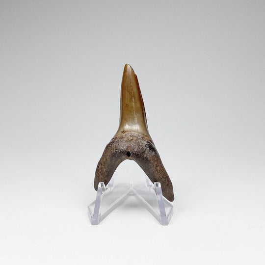 Fossilized Shark Tooth Specimen: Sand - Rocks and Gems Canada