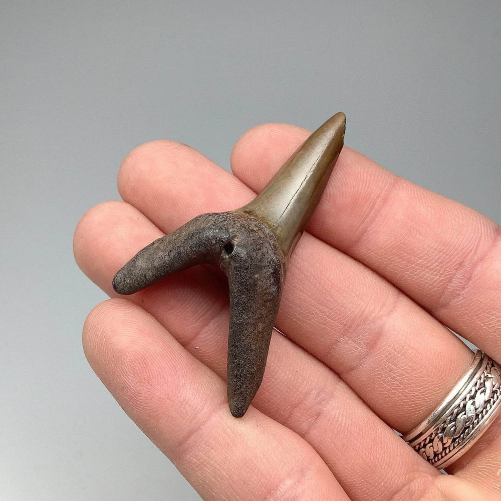Fossilized Shark Tooth Specimen: Sand - Rocks and Gems Canada