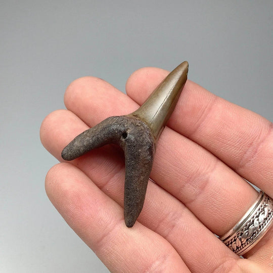 Fossilized Shark Tooth Specimen: Sand - Rocks and Gems Canada