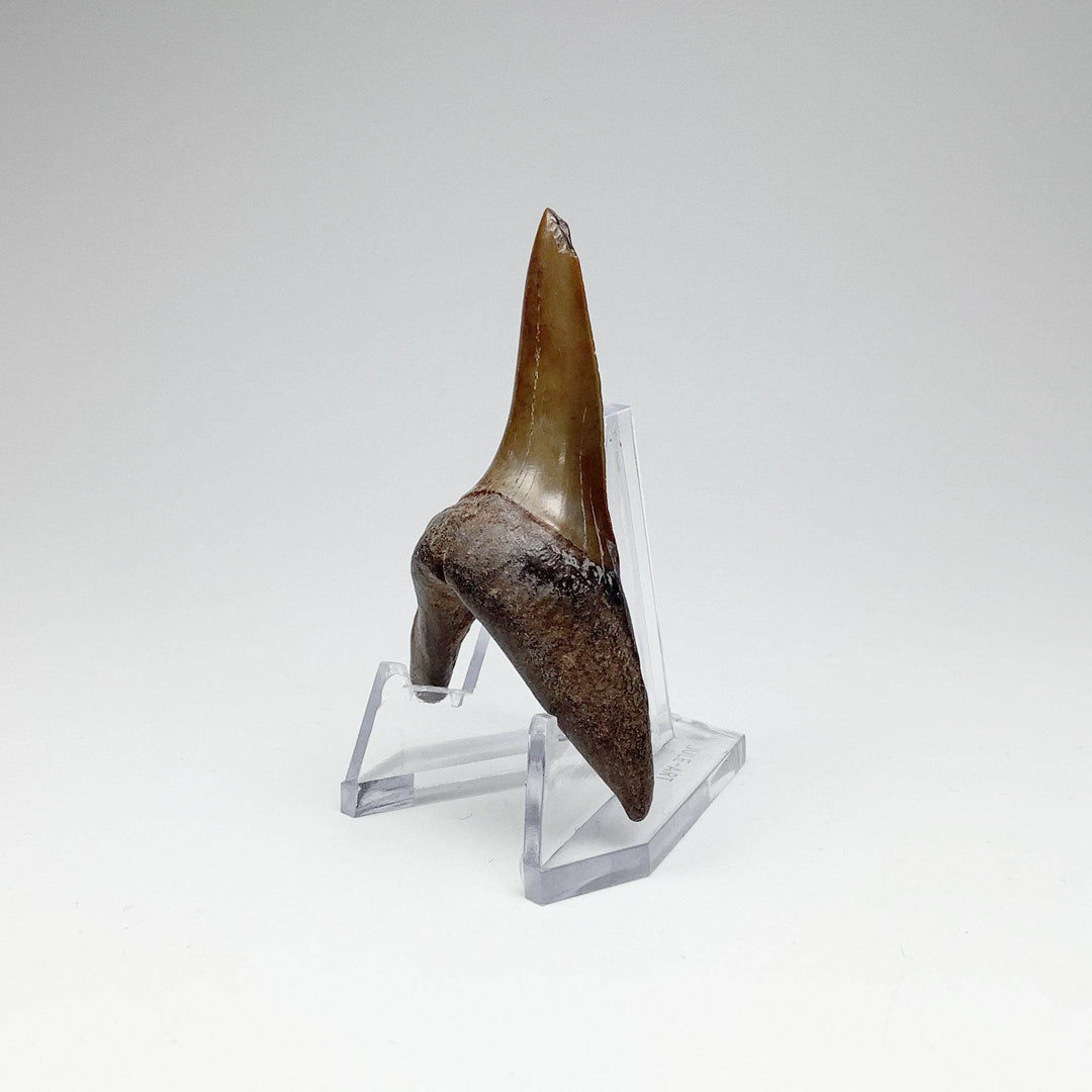 Fossilized Shark Tooth Specimen: Sand - Rocks and Gems Canada