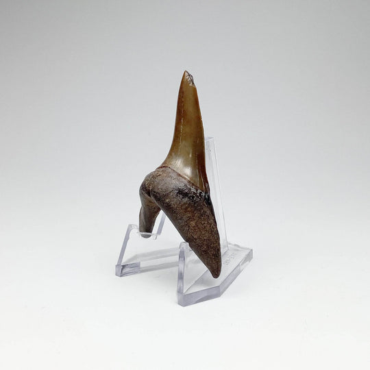 Fossilized Shark Tooth Specimen: Sand - Rocks and Gems Canada