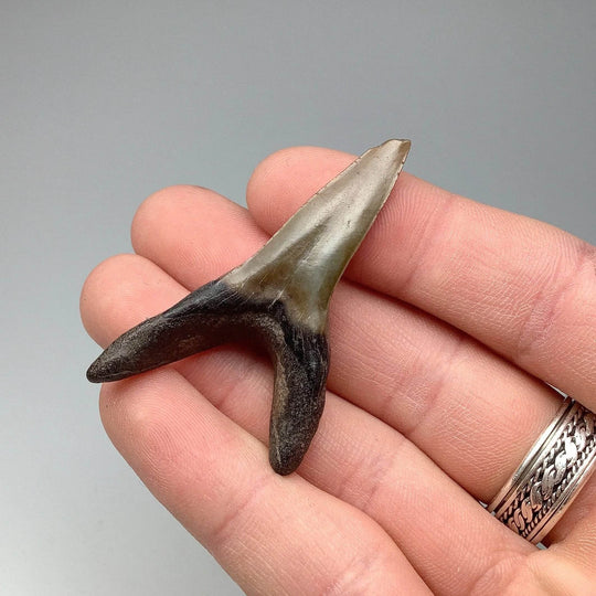 Fossilized Shark Tooth Specimen: Sand - Rocks and Gems Canada