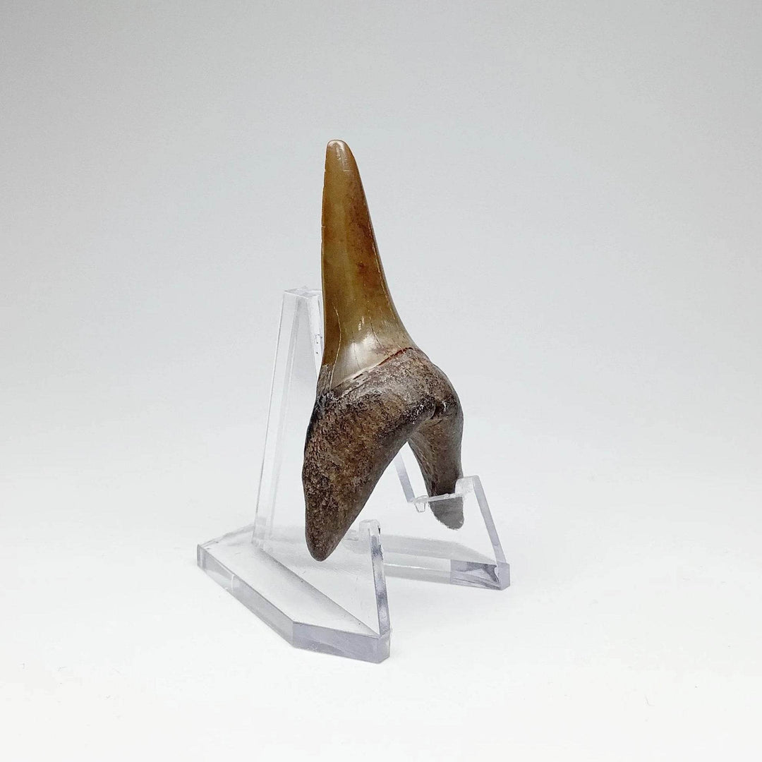 Fossilized Shark Tooth Specimen: Sand - Rocks and Gems Canada