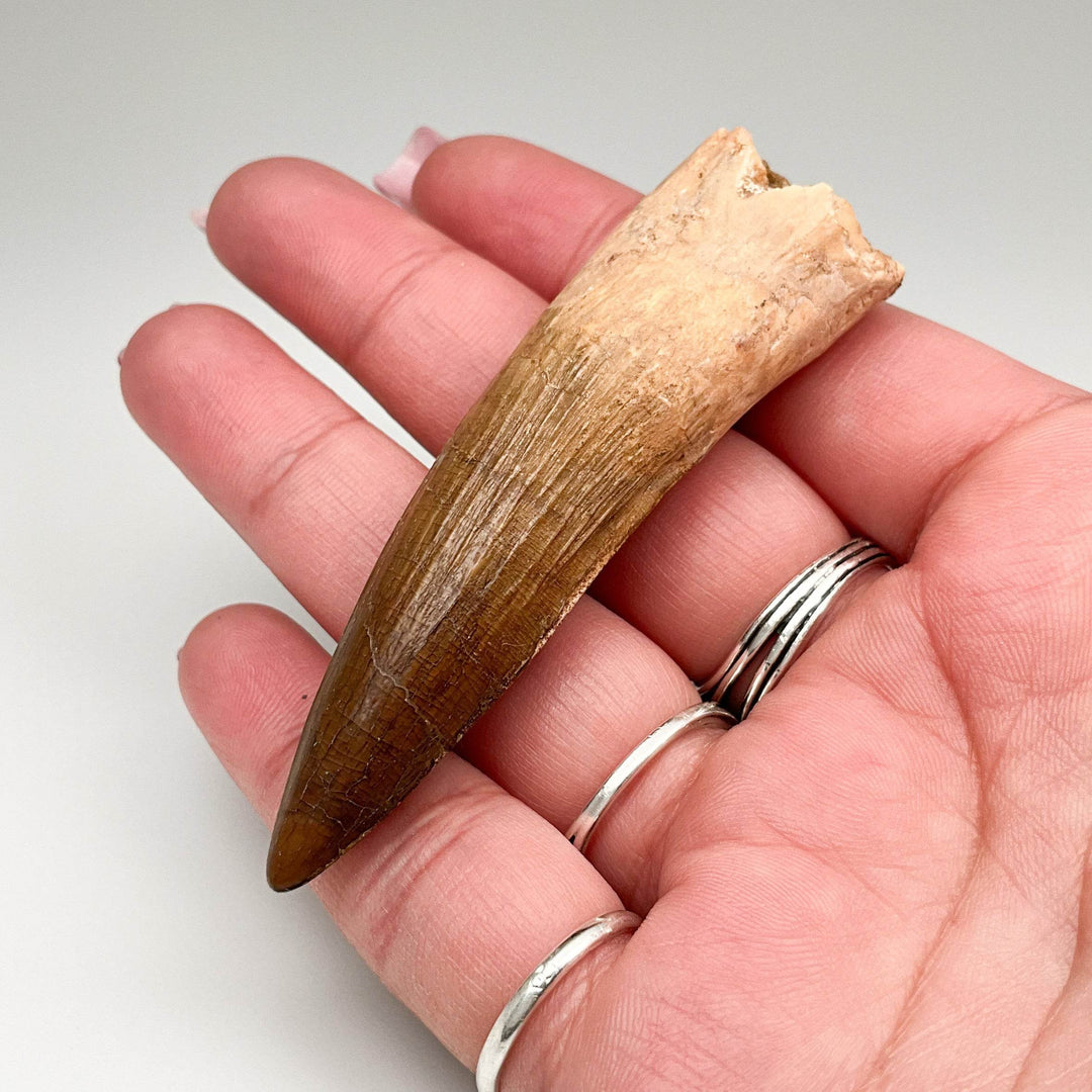 Fossilized Spinosaurus Tooth Specimen - Rocks and Gems Canada