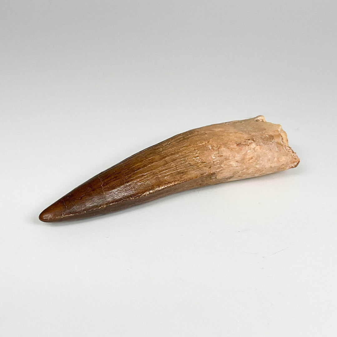 Fossilized Spinosaurus Tooth Specimen - Rocks and Gems Canada