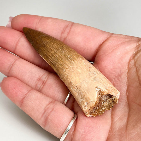 Fossilized Spinosaurus Tooth Specimen - Rocks and Gems Canada