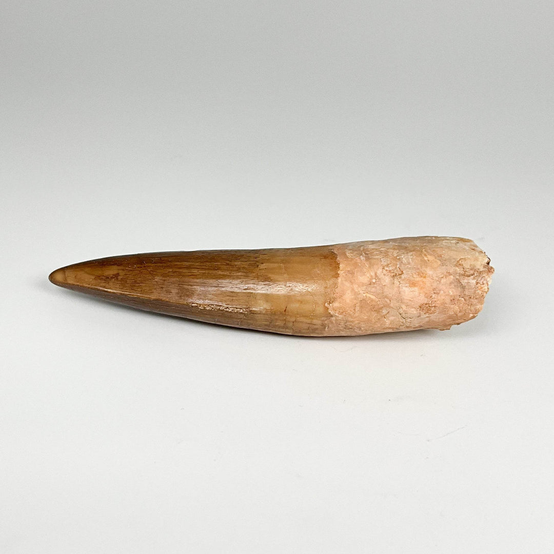 Fossilized Spinosaurus Tooth Specimen - Rocks and Gems Canada