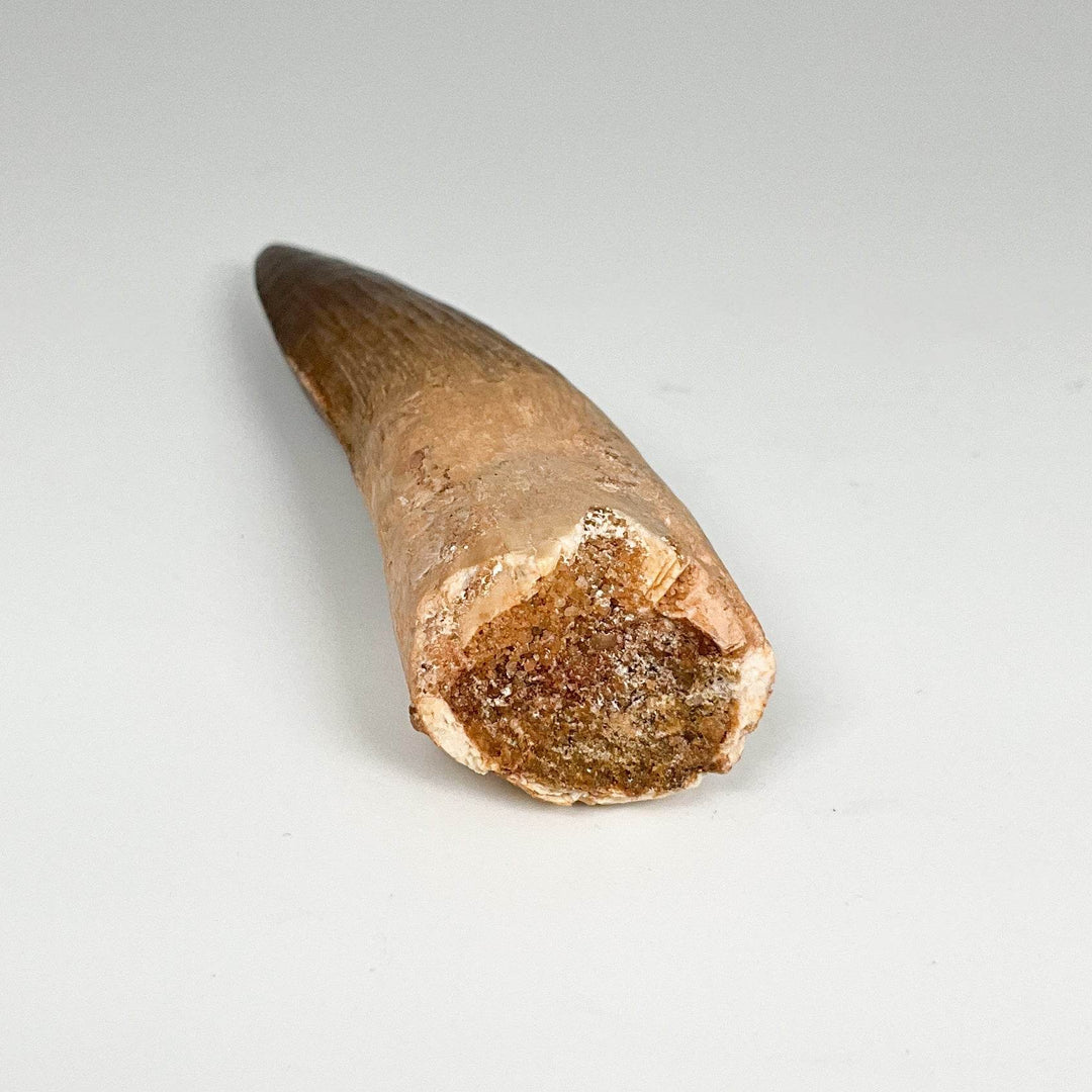 Fossilized Spinosaurus Tooth Specimen - Rocks and Gems Canada