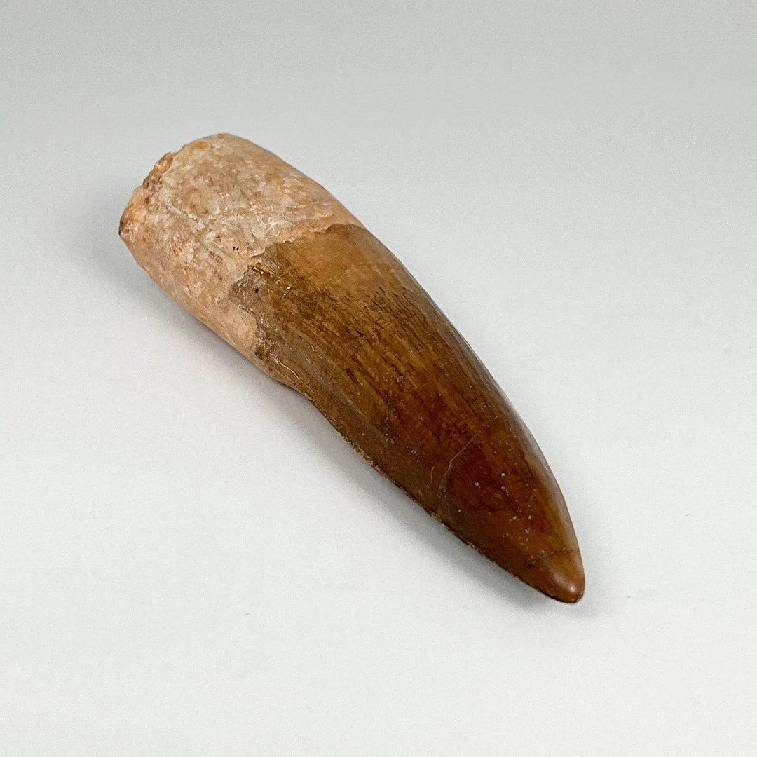 Fossilized Spinosaurus Tooth Specimen - Rocks and Gems Canada