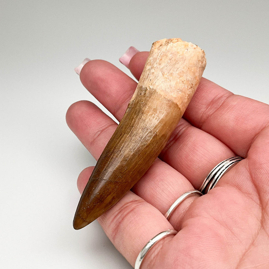 Fossilized Spinosaurus Tooth Specimen - Rocks and Gems Canada