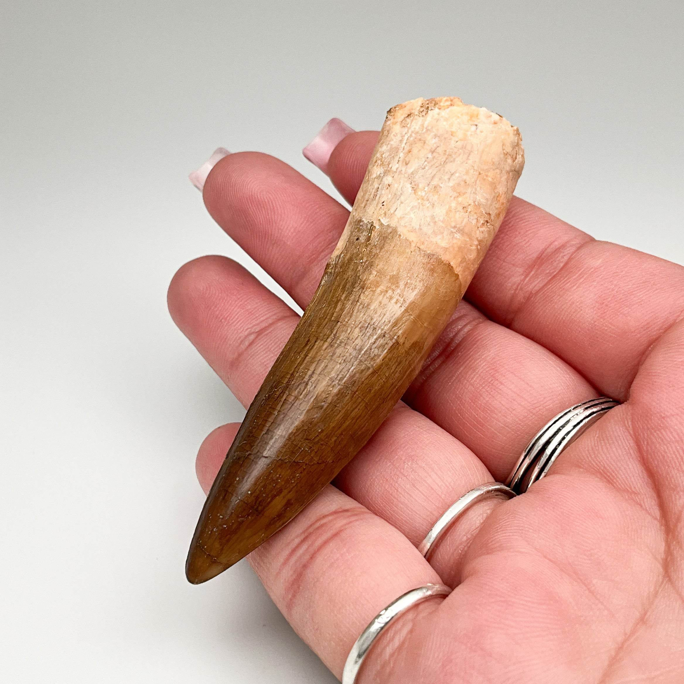 Fossilized Spinosaurus Tooth Specimen - Rocks and Gems Canada