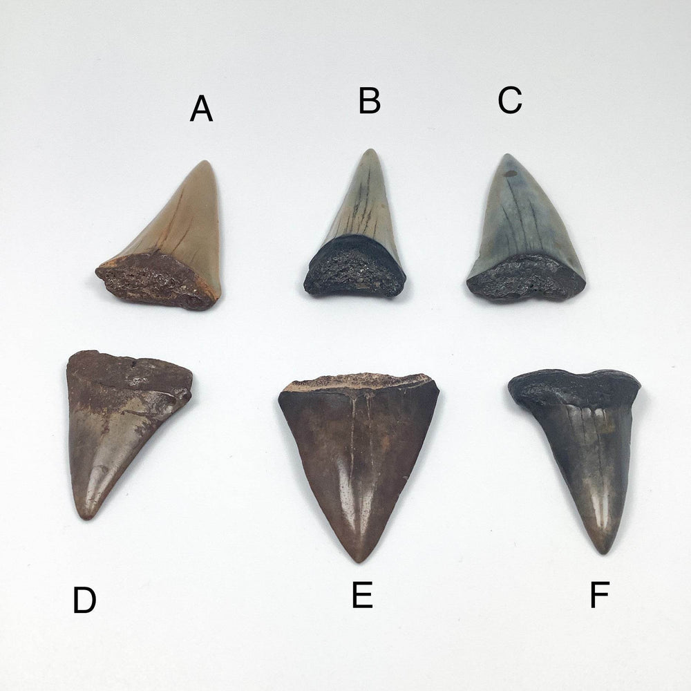 Fossilized Shark Tooth Specimen: Extinct Great White Shark - Rocks and Gems Canada