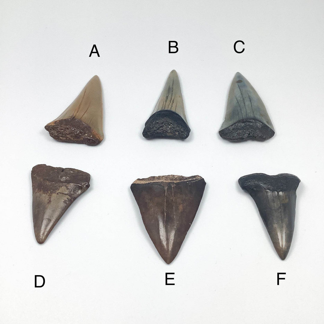 Fossilized Shark Tooth Specimen: Extinct Great White Shark - Rocks and Gems Canada