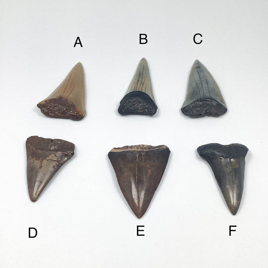 Fossilized Shark Tooth Specimen: Extinct Great White Shark - Rocks and Gems Canada